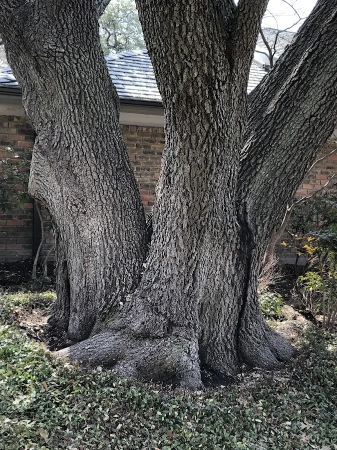 Mature heritage tree close to a Mossyrock property cared for by certified arborists